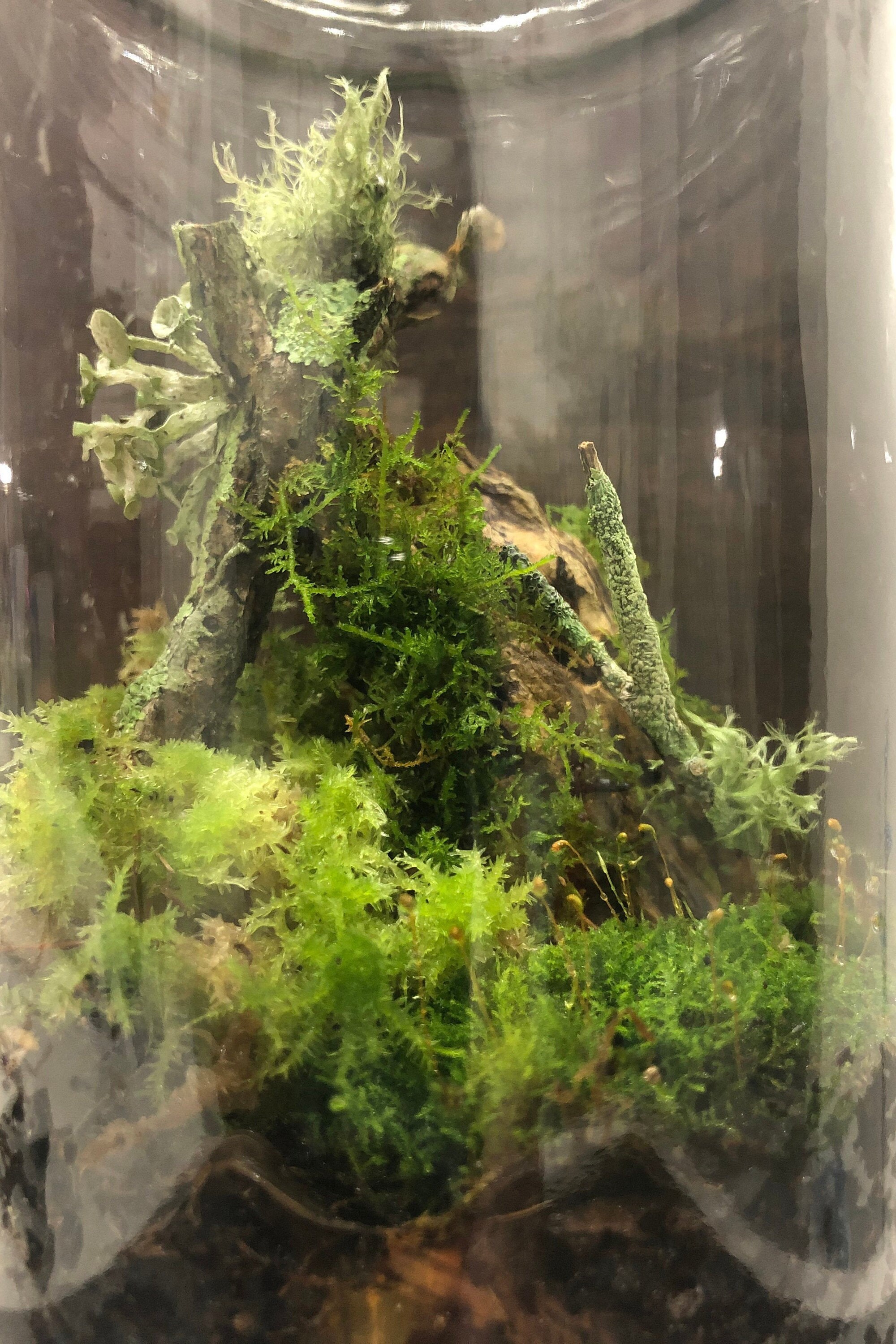 Mossy Jungle Terrarium Kit Does Not Include Jar Etsy