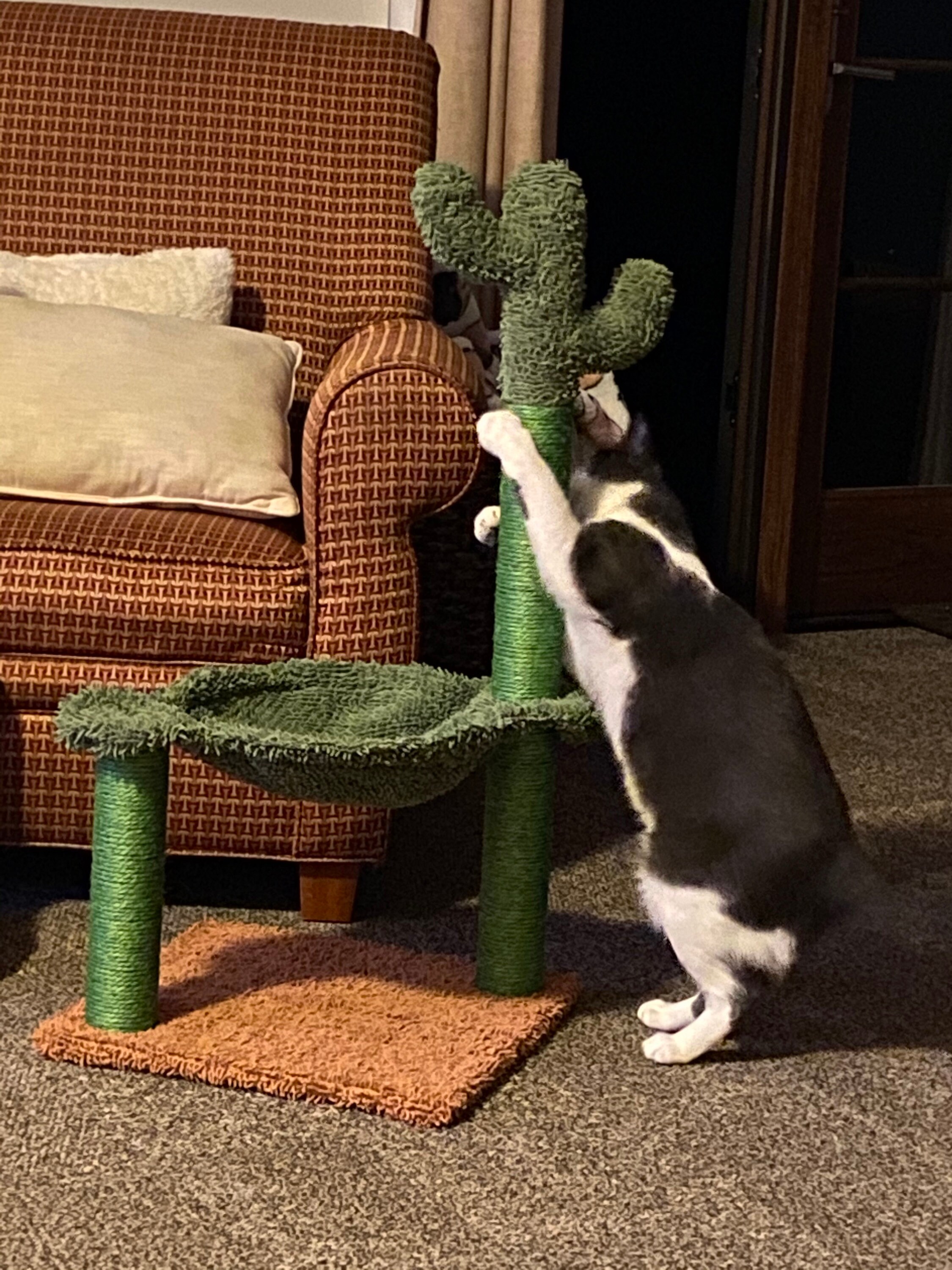 Cactus Cat Tree Tower With Hammock Cat Scratcher Cat Condo Etsy