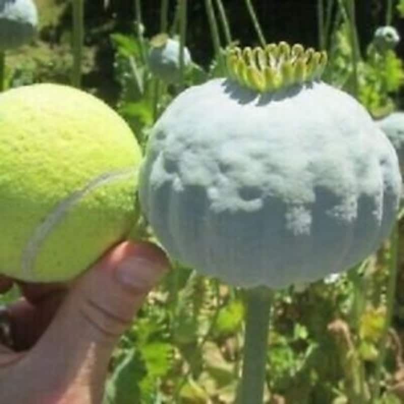 Giganteum Poppy Seeds 60000 Papaver Somniferum 4540 Grams Etsy