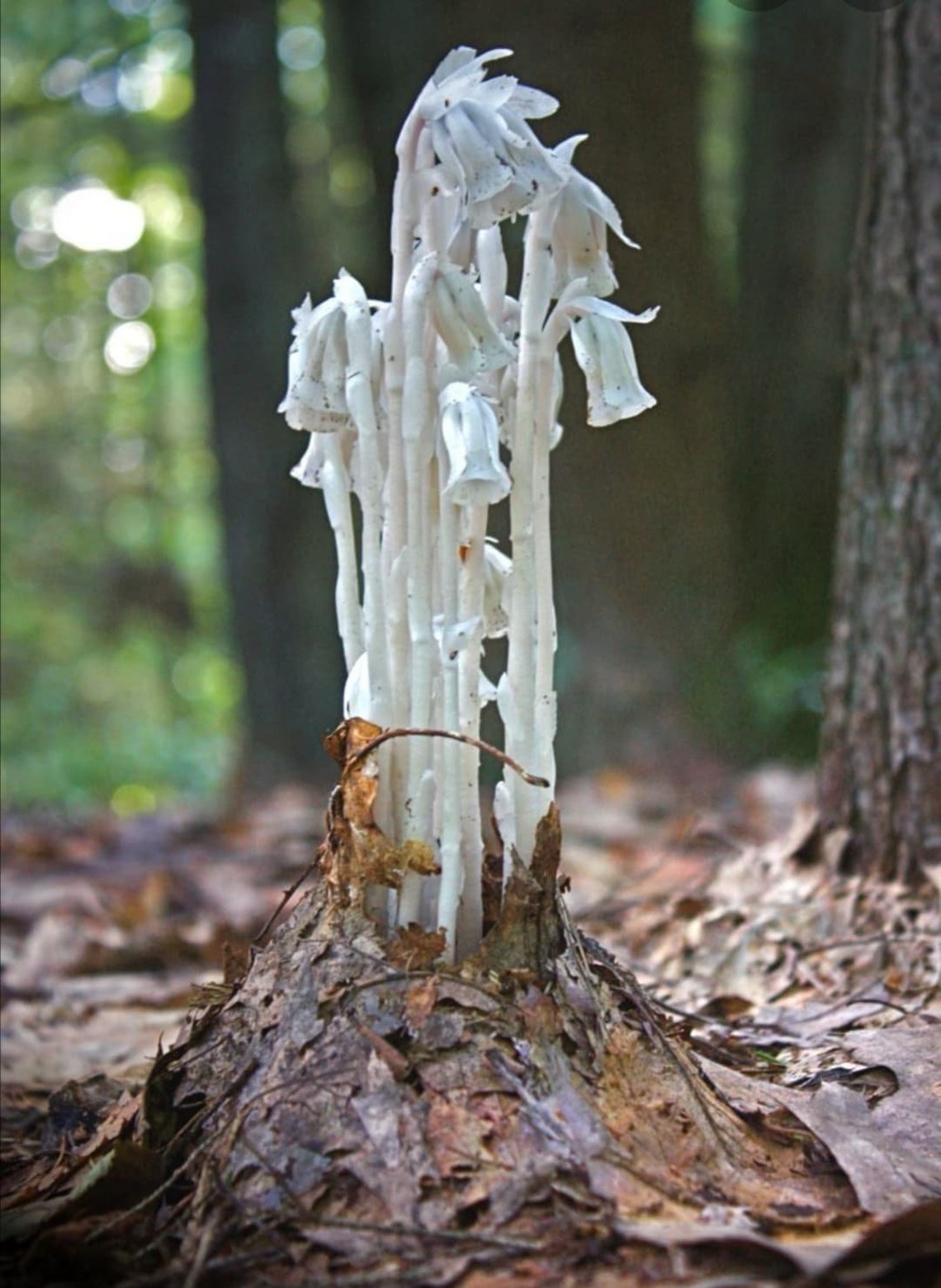 Ghost Pipe Tincture Etsy