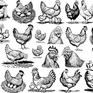 Puede incluir: Una colección de ilustraciones en blanco y negro de gallinas en varias poses. Algunas gallinas están con polluelos, en nidos con huevos o solas. Una ilustración muestra un gallinero.