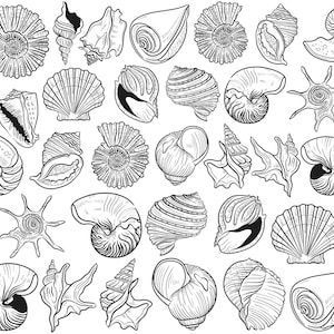 Trasferimento sotto smalto, decalcomania in ceramica - conchiglie oceaniche