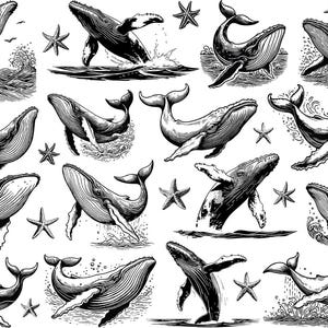 Może przedstawiać: Kolekcja czarno-białych ilustracji wielorybów w różnych pozach, w tym wyskakujących, pływających i w interakcji z rozgwiazdami. Szczegółowe rysunki ukazują kształty wielorybów i środowisko oceaniczne.