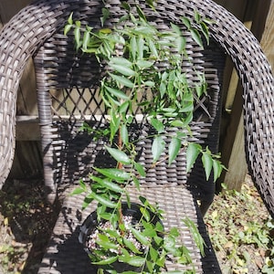 Neem Tree / Azadirachta indica / Live Plant / Tropical Tree / Bare Root.
