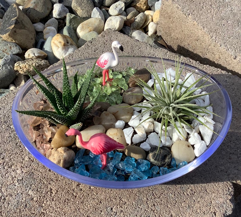 DIY Terrarium Live Plant Terrarium Air Plant Terrarium Etsy