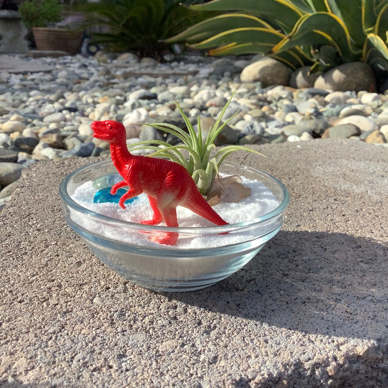 Dinosaur Terrarium DIY Terrarium Kit Air Plant Terrarium Etsy