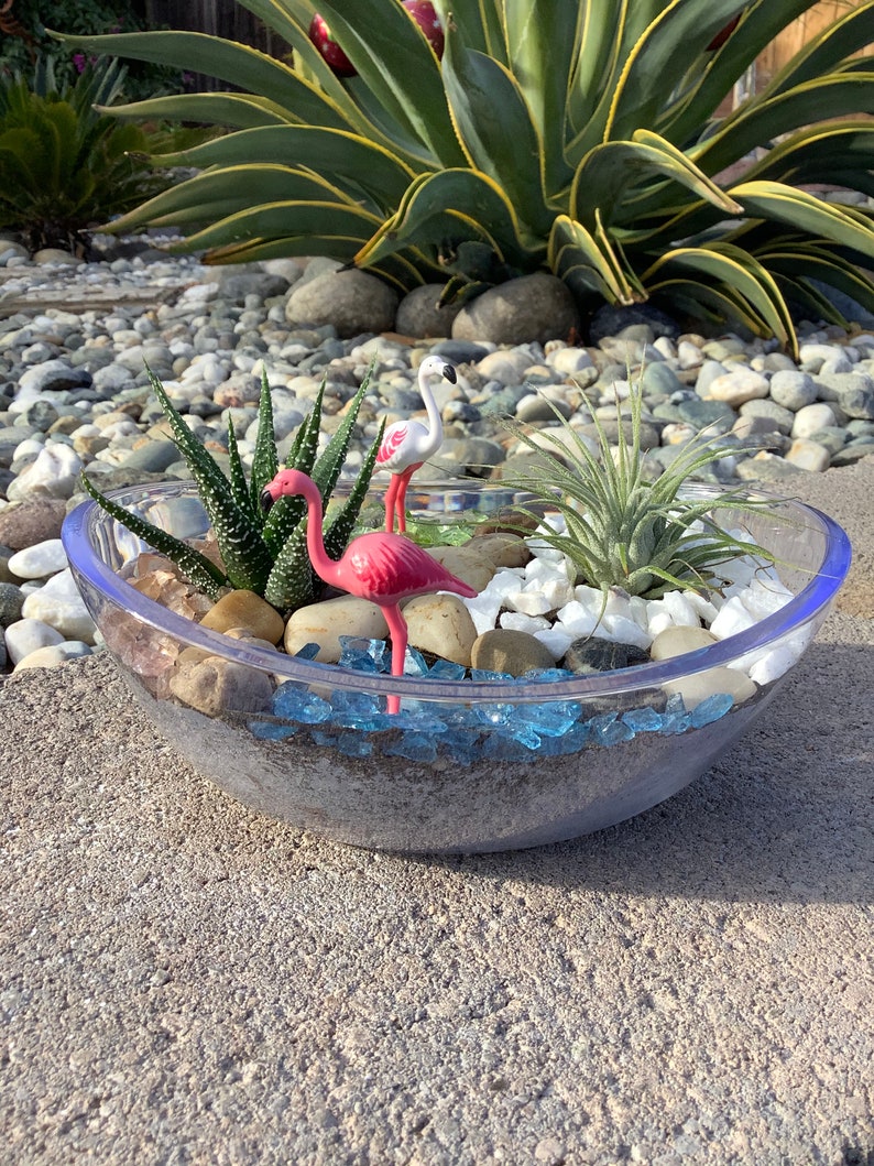 DIY Terrarium Live Plant Terrarium Air Plant Terrarium Etsy