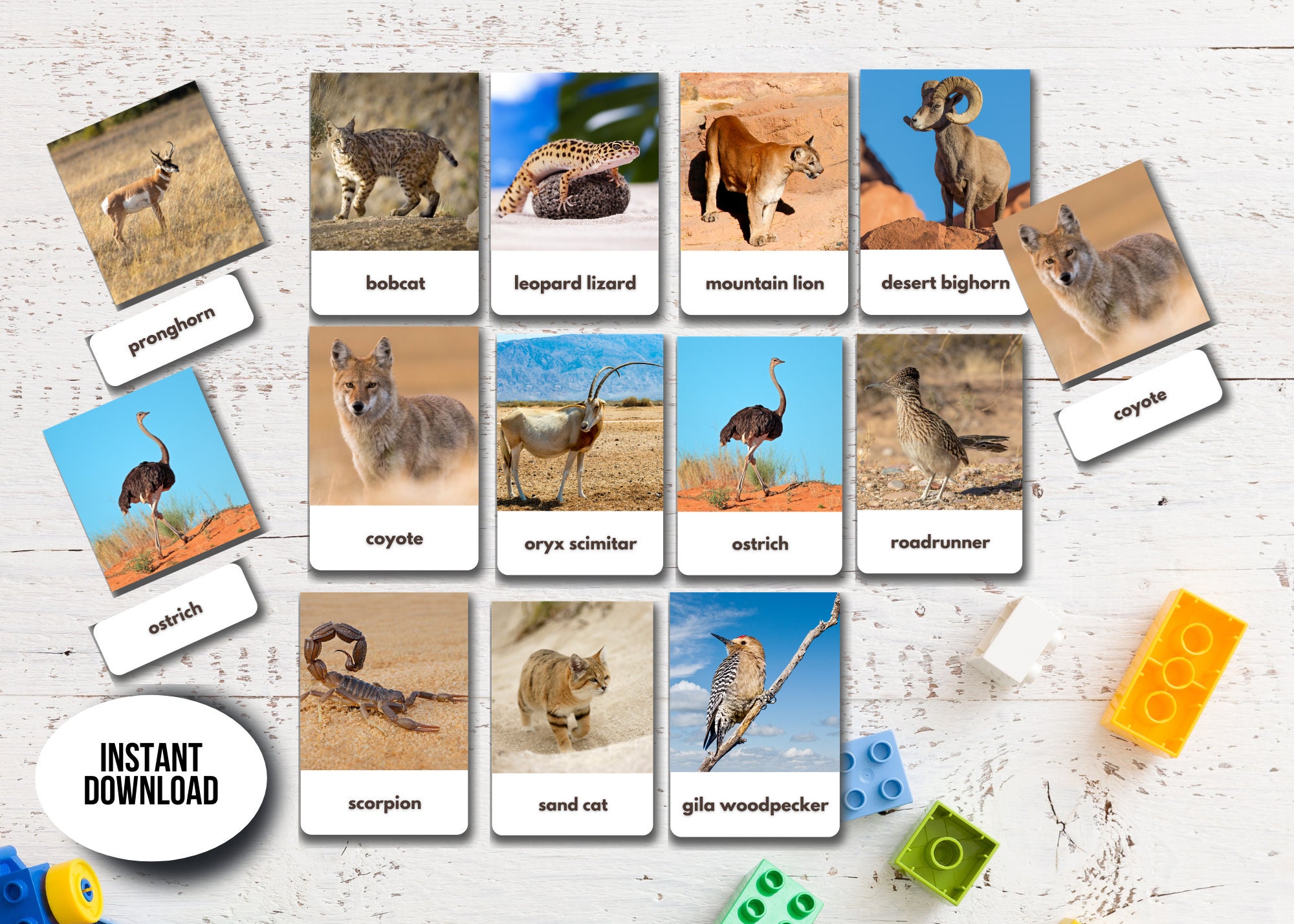 40 Desert Animals Flashcards Real Pictures Editable Etsy