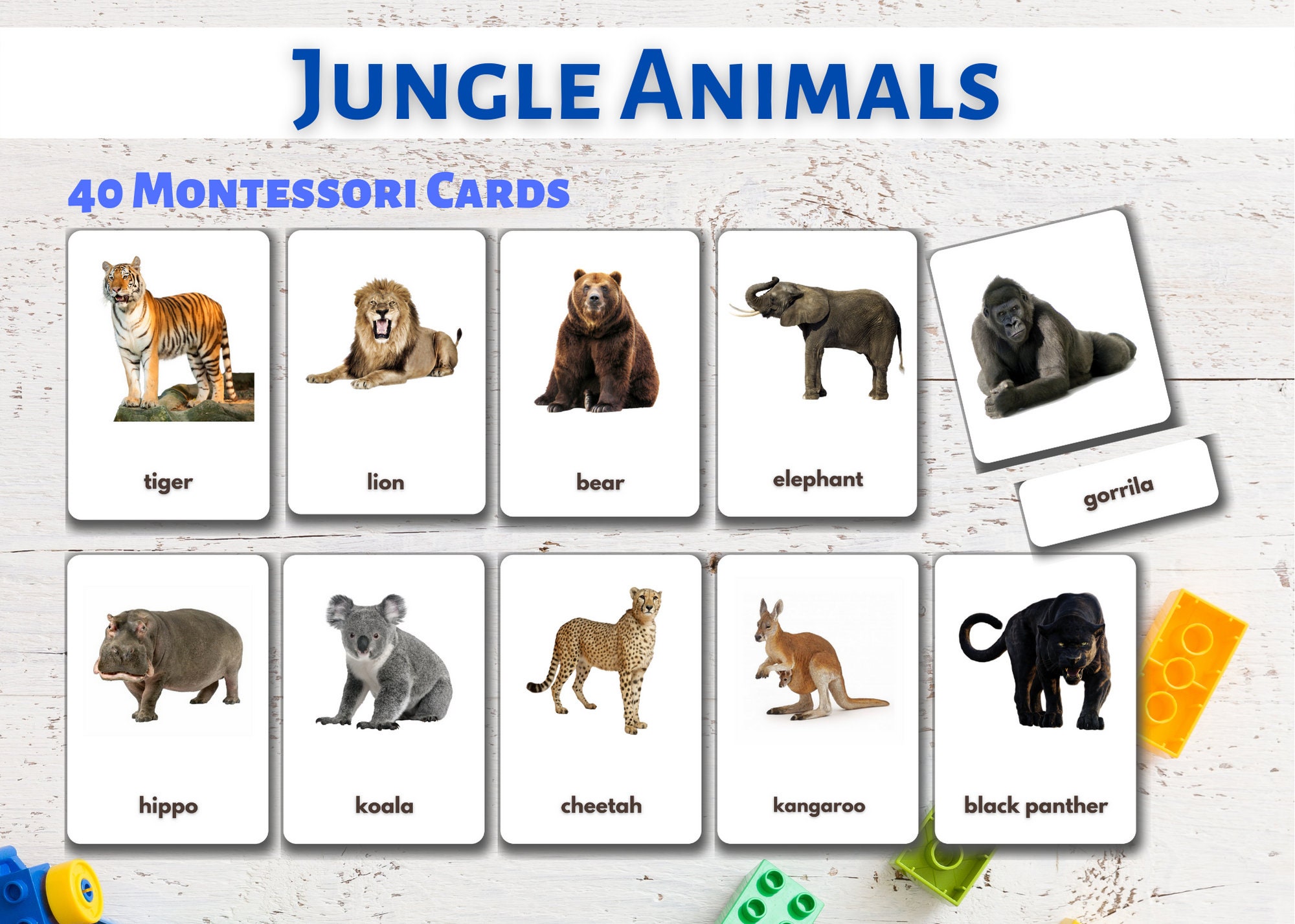 40 Forest animals Flashcards Real Pictures Printable and Etsy
