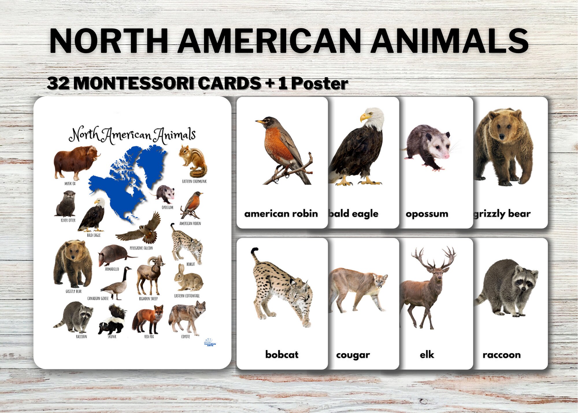 NORTH AMERICAN ANIMALS Flashcards real Pictures Editable - Etsy NORTH AMERICAN ANIMALS Flashcards real Pictures Editable - Etsy