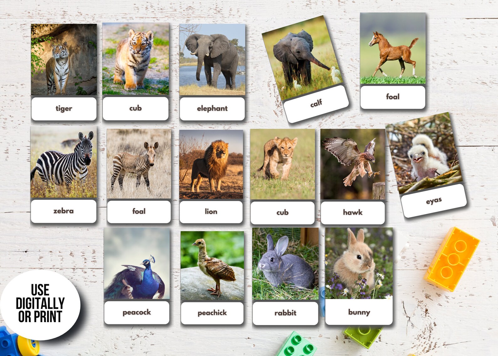 120 Animal Babies Flashcards Real Pictures Printable Etsy