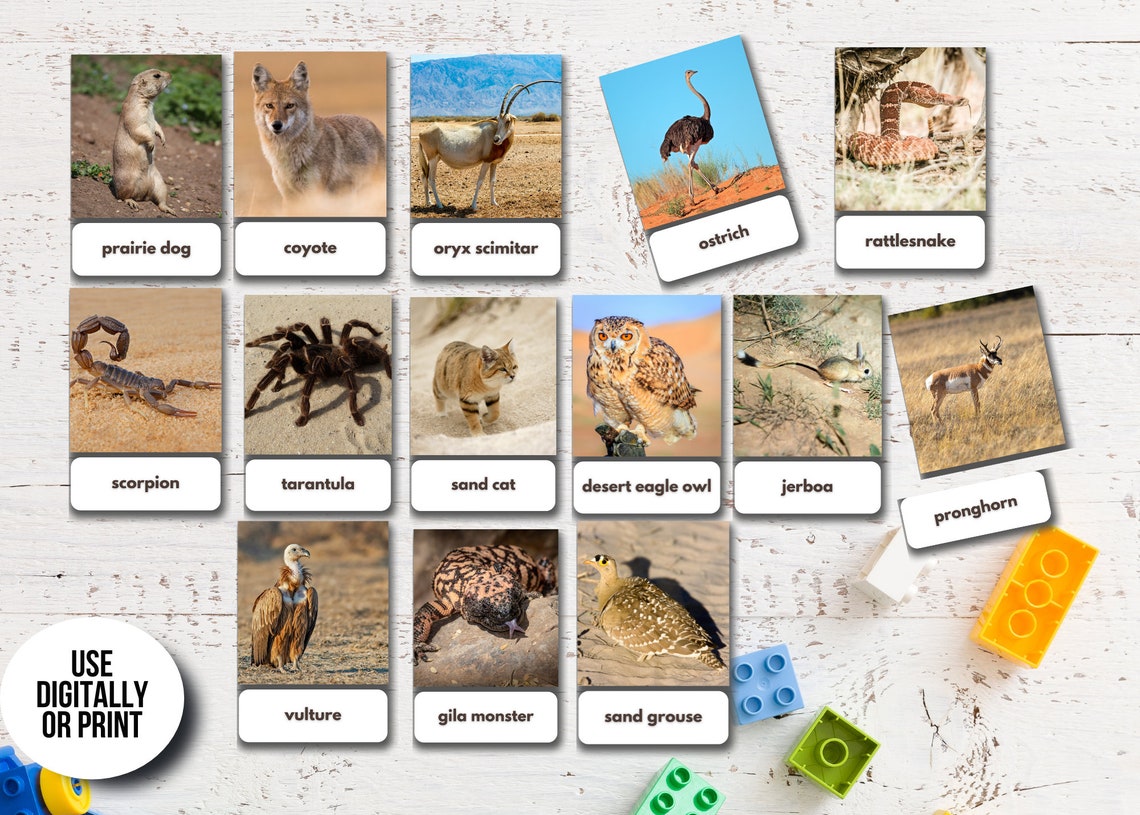 Desert Animals Flashcards real Pictures Editable Montessori Etsy