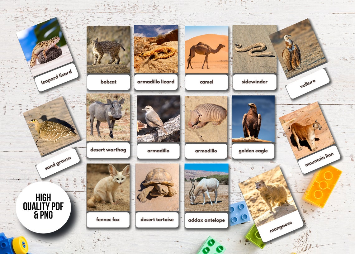40 Desert Animals Flashcards Real Pictures Editable Etsy