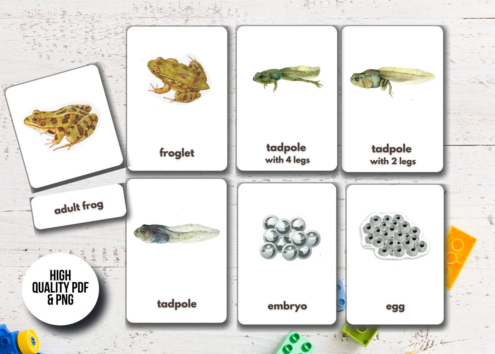 Life Cycle of a Frog Flashcards 7 Printable Montessori Cards - Etsy