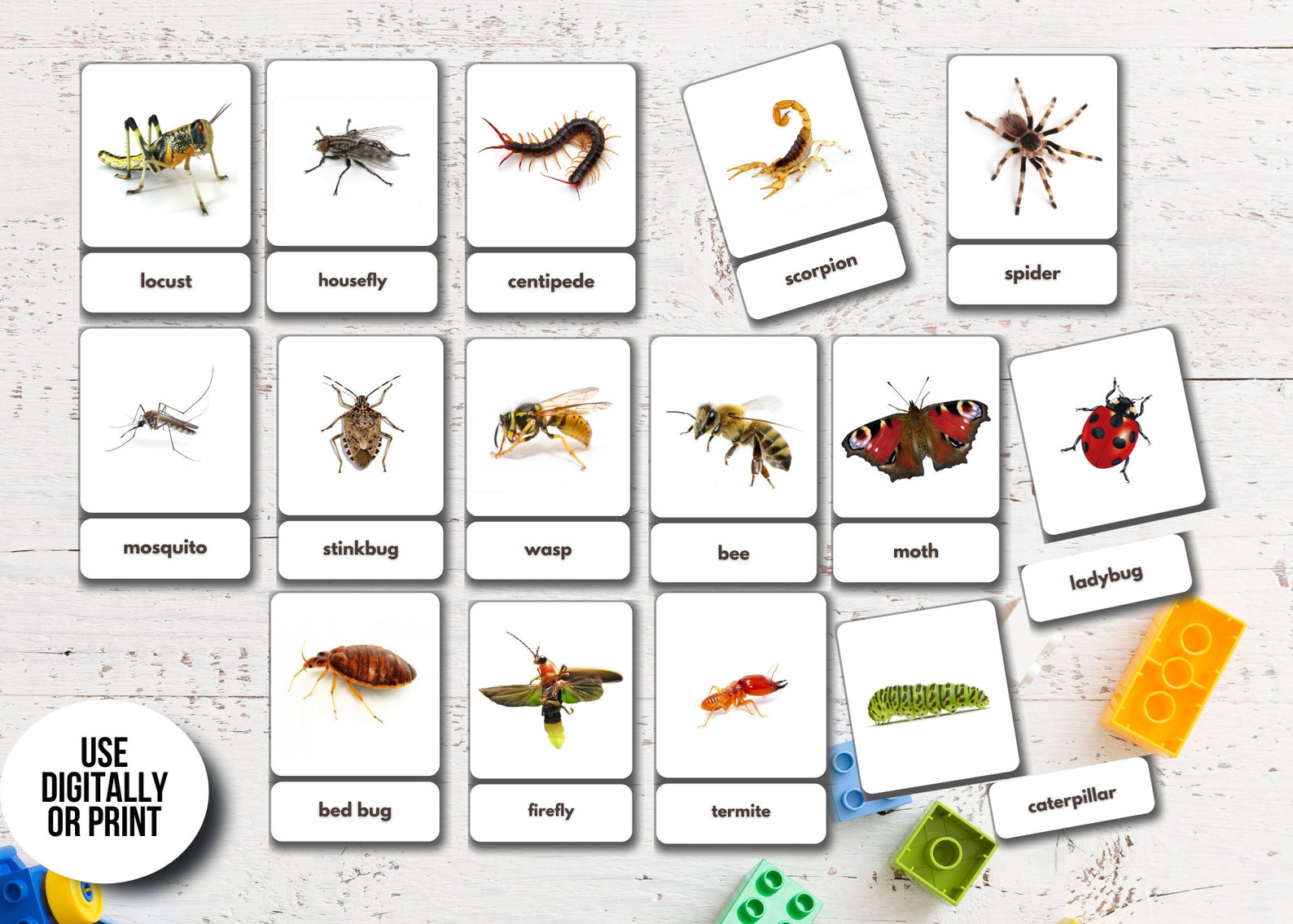 40 Insects Flashcards Real Pictures Printable Montessori | Etsy