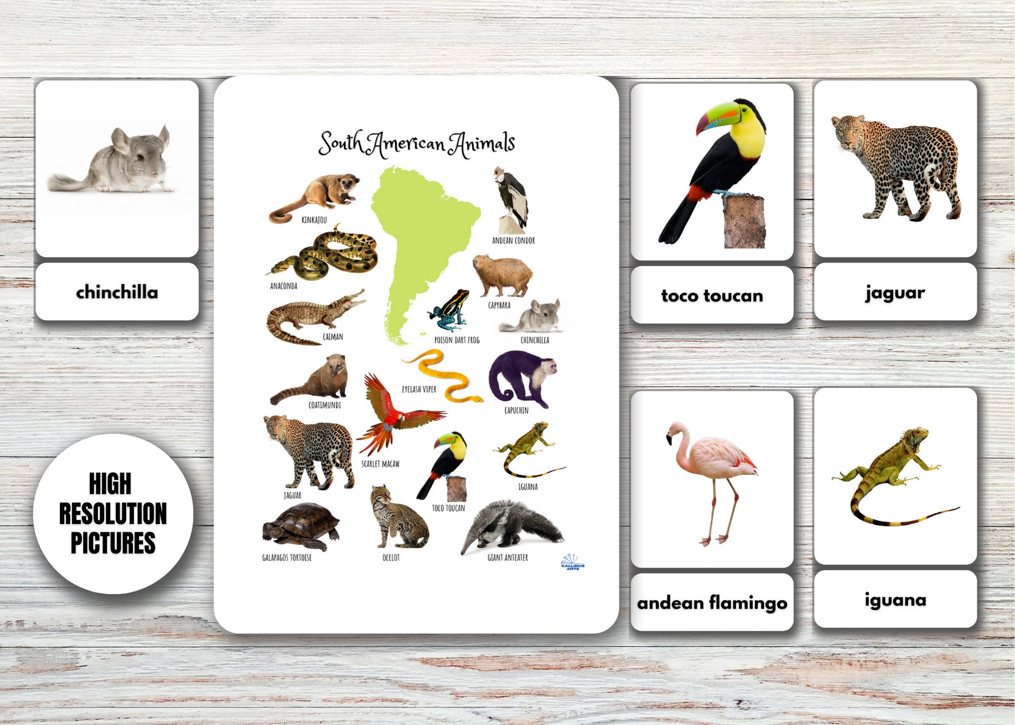 SOUTH AMERICAN ANIMALS Flashcards real Pictures Editable - Etsy SOUTH AMERICAN ANIMALS Flashcards real Pictures Editable - Etsy