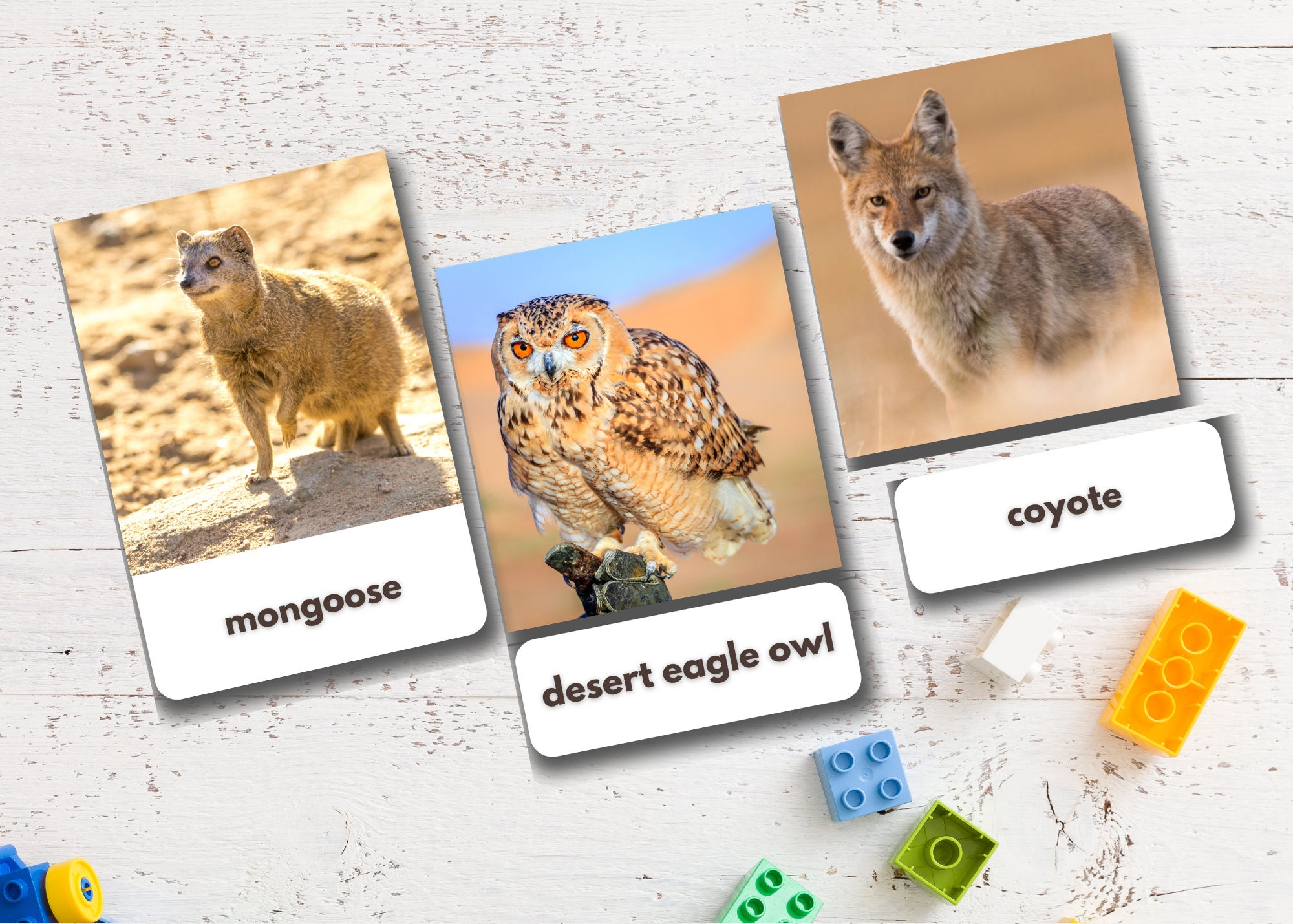 40 Desert Animals Flashcards Real Pictures Editable Etsy