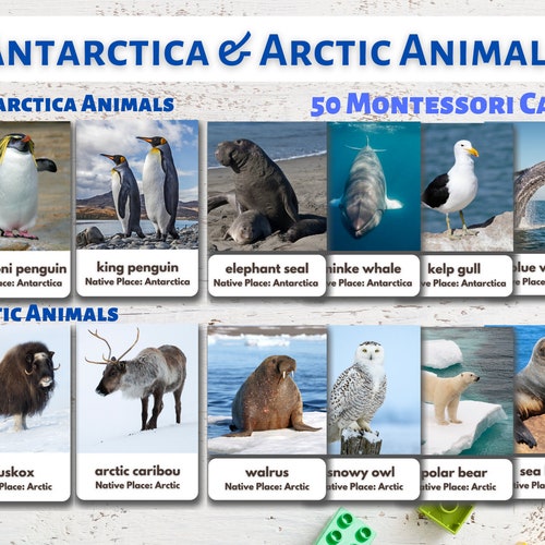 Polar Animals / Arctic Animals / Antarctic Animals / Penguins - Etsy UK Polar Animals / Arctic Animals / Antarctic Animals / Penguins - Etsy UK