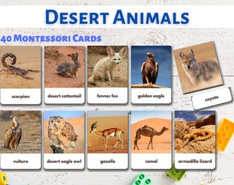 Desert Animals Flashcards real Pictures Editable Montessori Desert Animals Flashcards real Pictures Editable Montessori