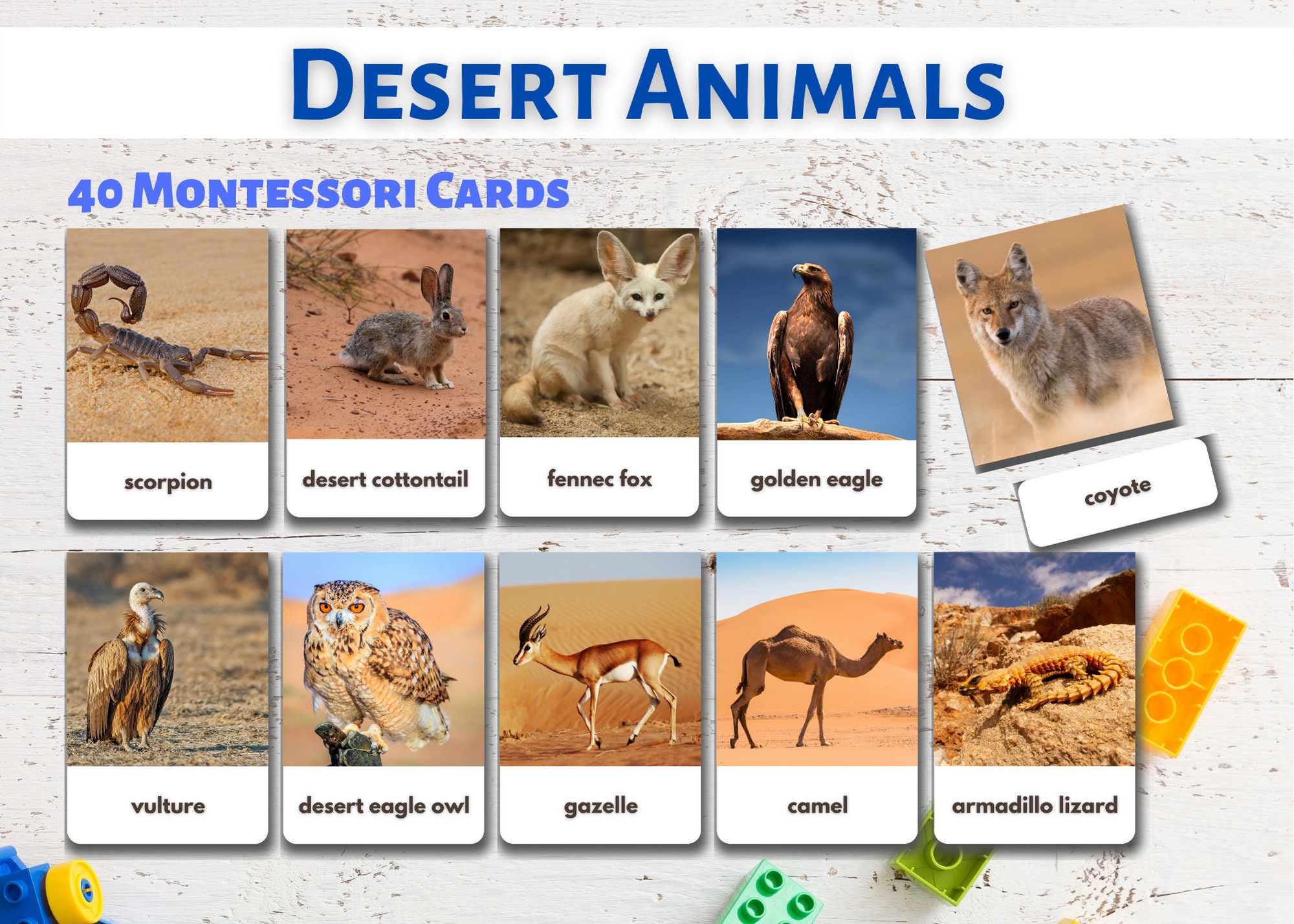 Buy Desert Animals Flashcards real Pictures Editable Montessori Online in India - Etsy Buy Desert Animals Flashcards real Pictures Editable Montessori Online in India - Etsy