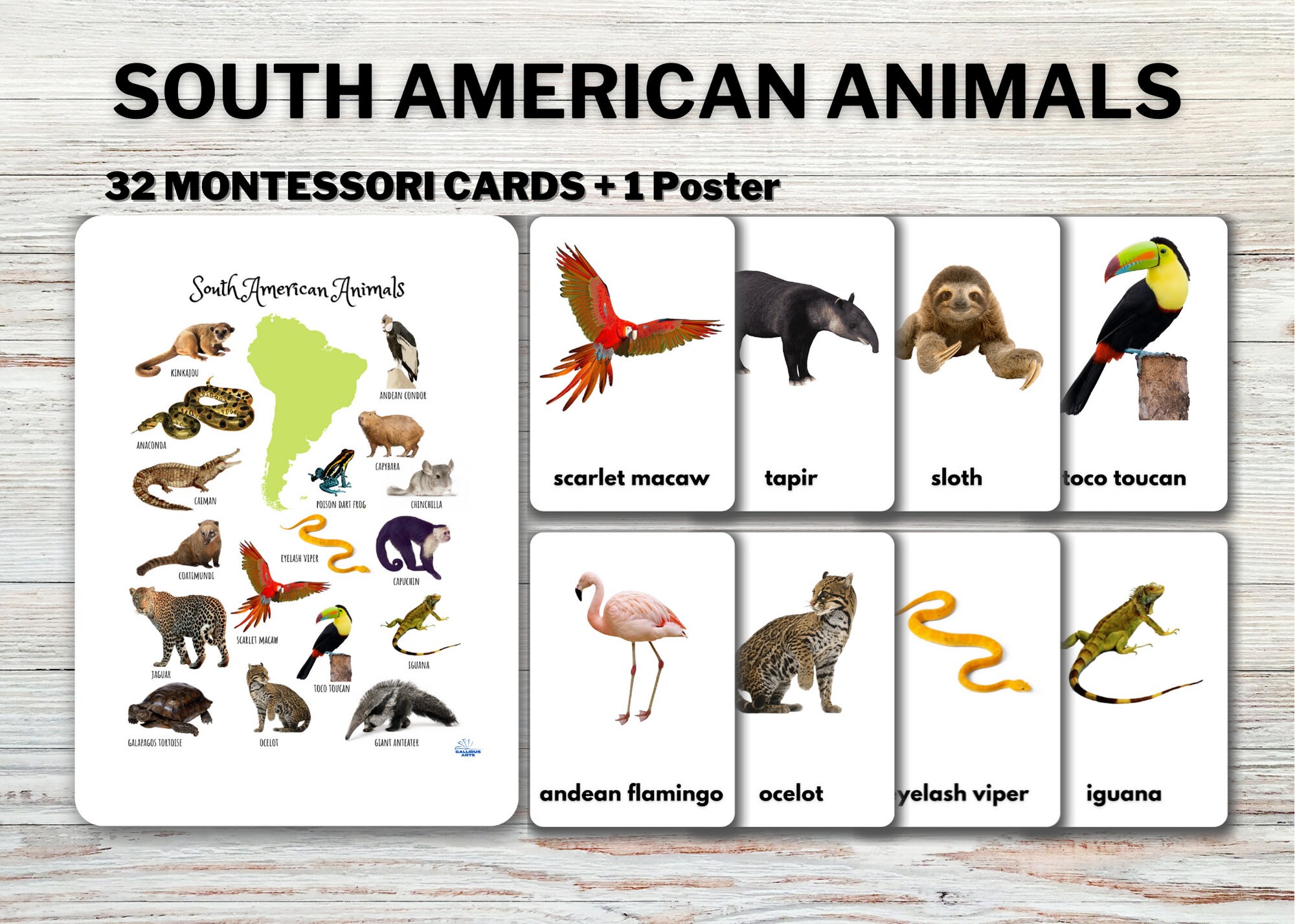 SOUTH AMERICAN ANIMALS Flashcards real Pictures Editable - Etsy Israel SOUTH AMERICAN ANIMALS Flashcards real Pictures Editable - Etsy Israel