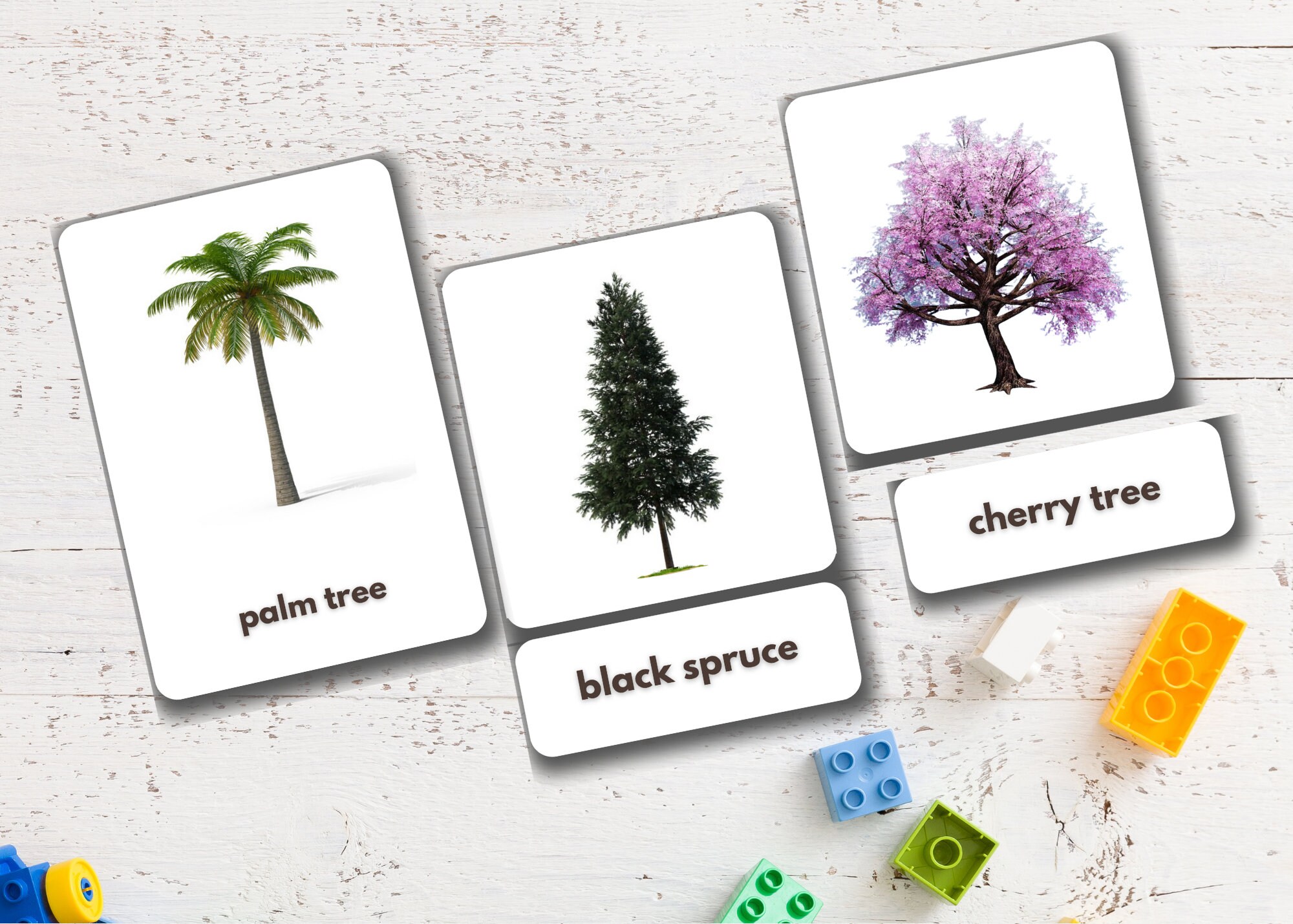 Trees Flashcards Printable Montessori Cards Nomenclature Etsy España