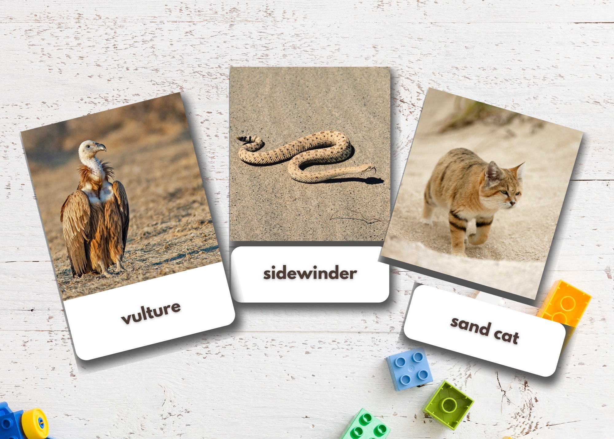 40 Desert Animals Flashcards Real Pictures Editable Etsy
