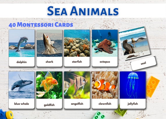 toys-montessori-16-sea-animals-flashcards-image-cards-for-kids