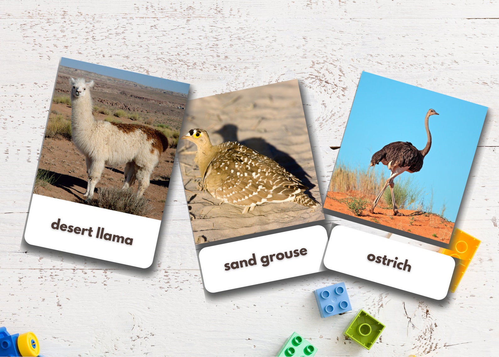 40 Desert Animals Flashcards Real Pictures Editable Etsy