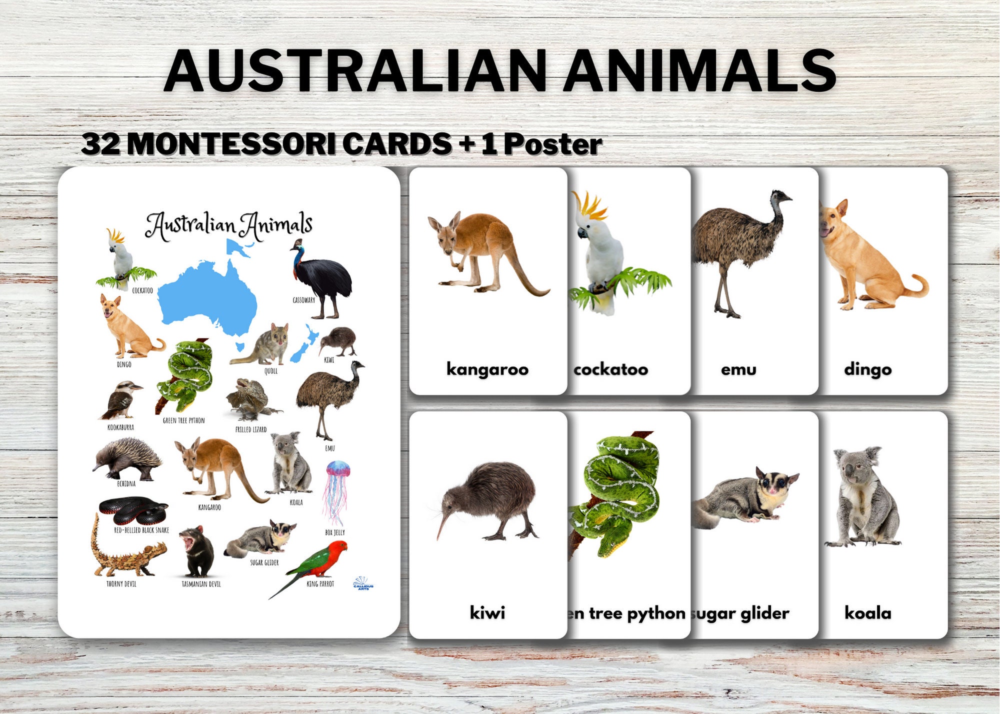 AUSTRALIAN ANIMALS Flashcards real Pictures Editable Etsy