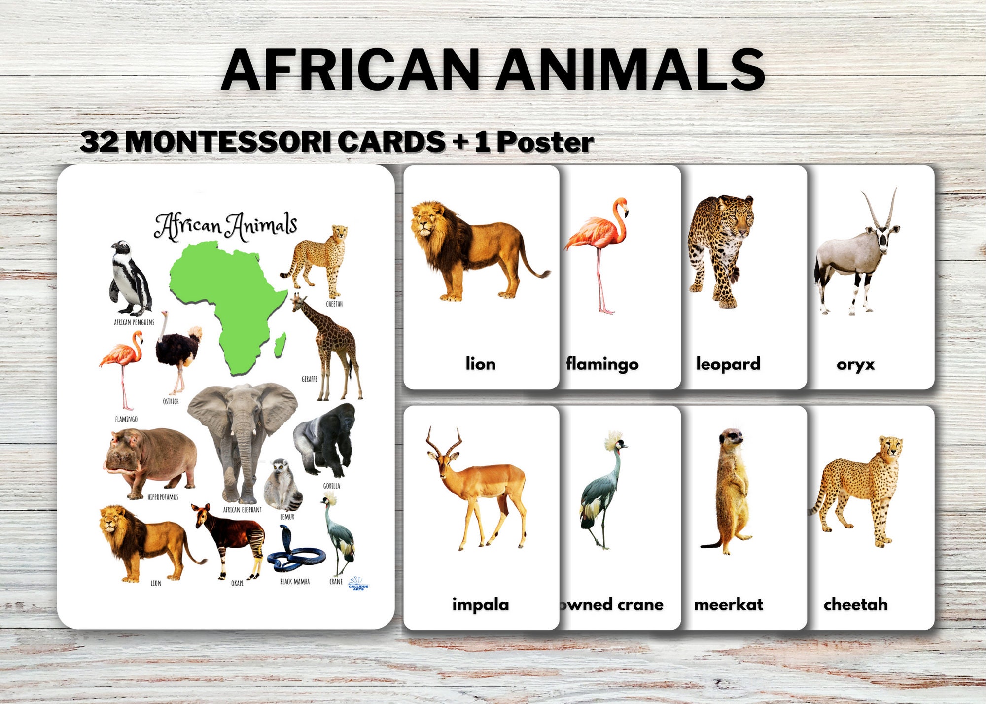 AFRICAN ANIMALS Flashcards real Pictures Editable - Etsy AFRICAN ANIMALS Flashcards real Pictures Editable - Etsy