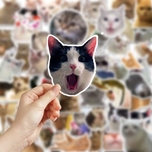 May include: A close-up of a black and white cat sticker with a surprised expression. The sticker is held in a hand against a background of many other cat stickers.