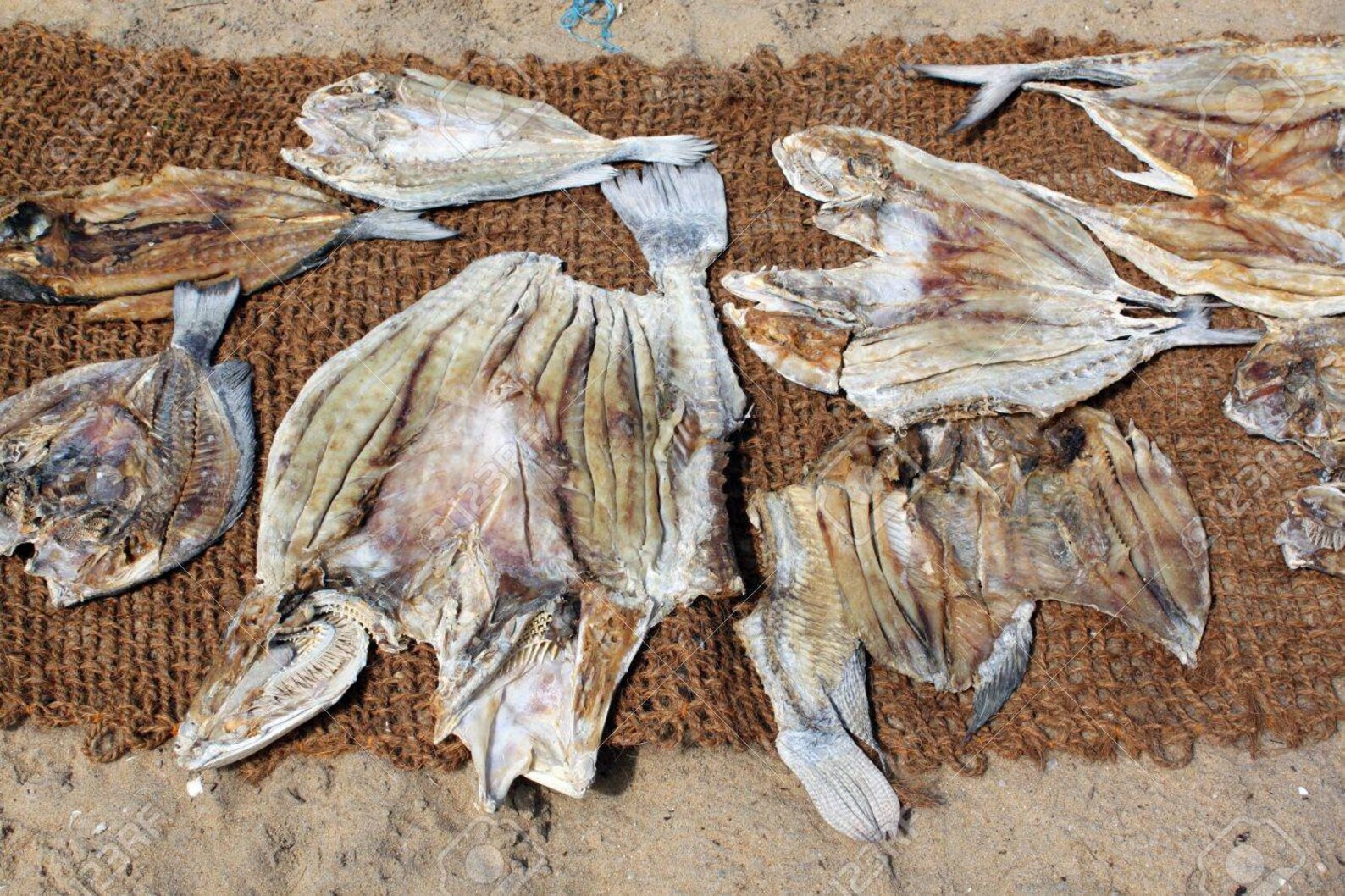 Dry Fish dry From Flue Gas of Wood Combustion - Etsy