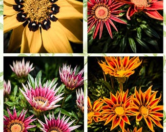 Ensemble de 4 impressions de fleurs de Gazania – Décoration murale florale colorée – Offre spéciale