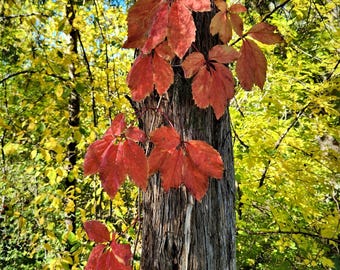 Photographie d'arbre d'automne, décoration de feuilles rouges, photographie d'art pour la maison