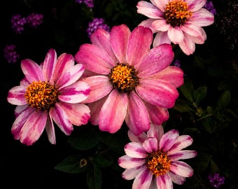 Photographie florale de zinnias roses | Décoration murale botanique