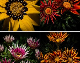 Lot de 4 fleurs de gazania / Téléchargement numérique
