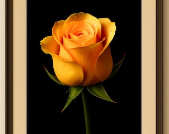 Goldene Rose Eleganz – Kunst für die Küche