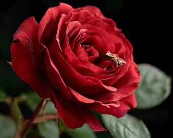 Rote Rose mit Honigbiene - Wall Art Print