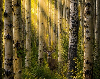 Cerf dans une forêt de trembles, estampe d'art animalier au soleil doré
