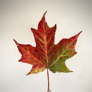Puede incluir: Una pintura de acuarela de una sola hoja de arce roja y verde con un tallo largo. La hoja está ligeramente dañada y tiene un aspecto amarillento. La firma del artista, "Yogini", está escrita en tinta negra en la parte inferior del tallo.