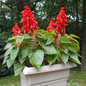 May include: A large white planter with four red flowering plants. The plants are growing tall and have green leaves. The planter is sitting on a brown surface.