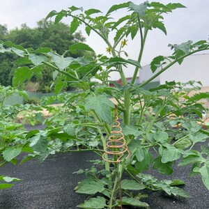 May include: A tomato plant growing in a garden with a copper wire spiral cage for support.
