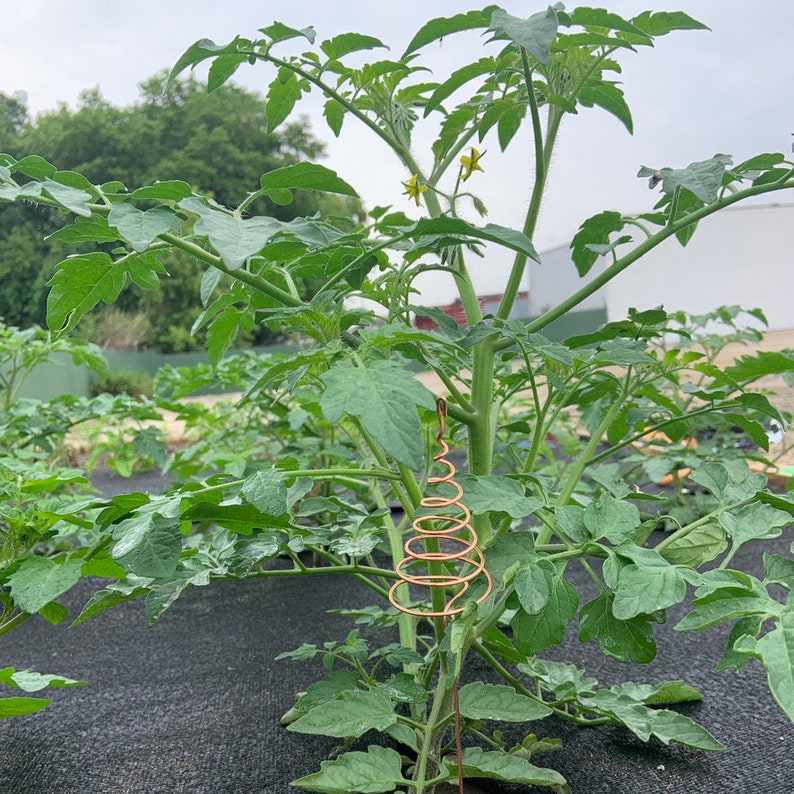 May include: A tomato plant growing in a garden with a copper wire spiral cage for support.