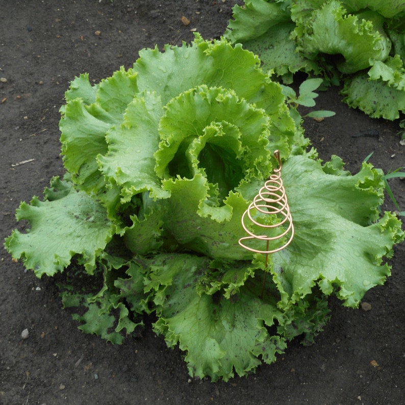 May include: A large head of green lettuce with a copper wire spiral support in the centre.