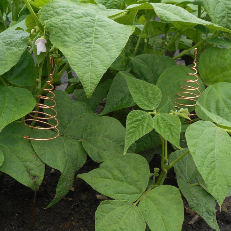 May include: Two copper wire spiral plant supports are placed in a garden bed of green bean plants. The supports are designed to help the bean plants grow upwards.