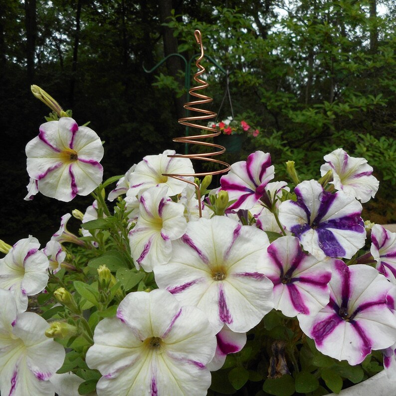 May include: A copper wire spiral plant stake is surrounded by white and purple petunias in a flower pot.