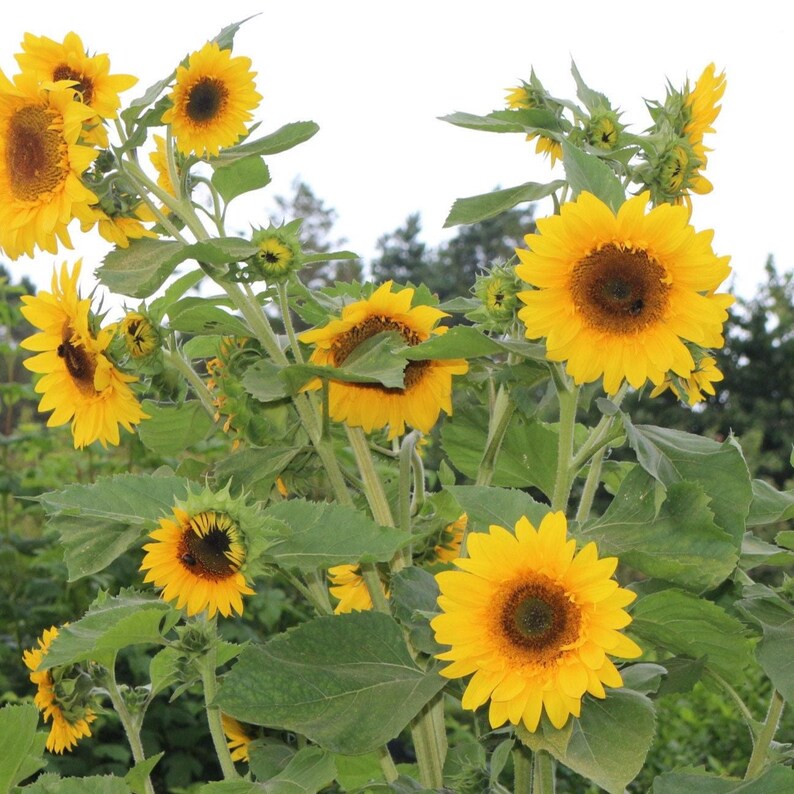 Ein Busch voller Sonnenblumen.