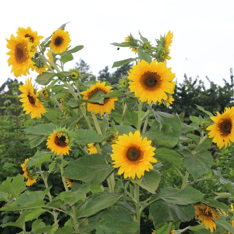 Op de afbeelding: Een cluster van levendige zonnebloemen met heldergele bloemblaadjes en donkerbruine centra. De zonnebloemen staan in verschillende stadia van bloei, omringd door grote groene bladeren en hoge stelen. De achtergrond toont een wazig zicht op groen gebladerte en een bewolkte lucht.