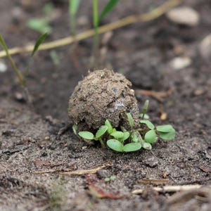 Samenbomben, Seedballs unverpackt, 40 Stück um damit z.B schöne Ostergeschenke zu basteln. image 4